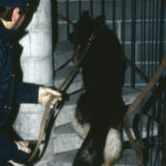 Poliisi ohjaa saksanpaimenkoiraa ylös pimeitä portaita rakennuksessa.