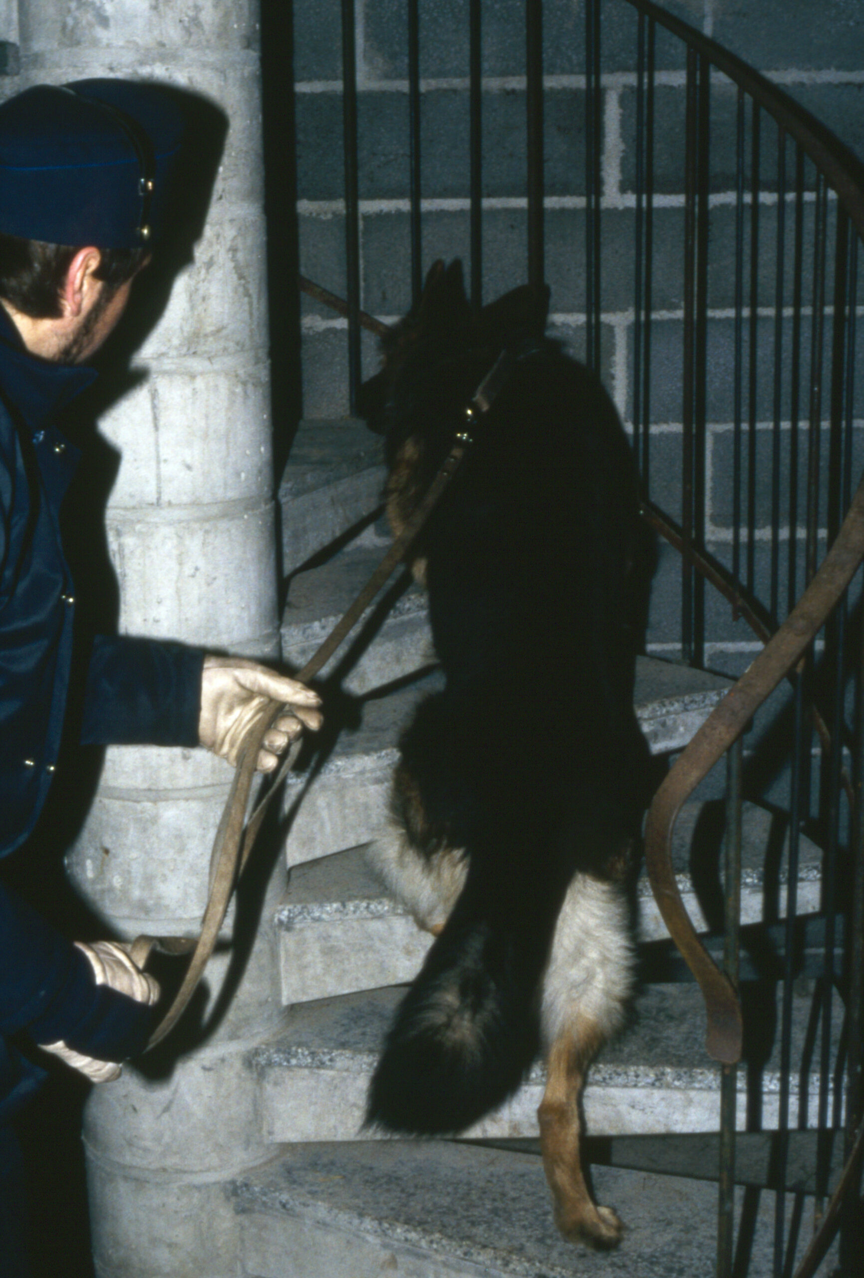 Poliisi ohjaa saksanpaimenkoiraa ylös pimeitä portaita rakennuksessa.